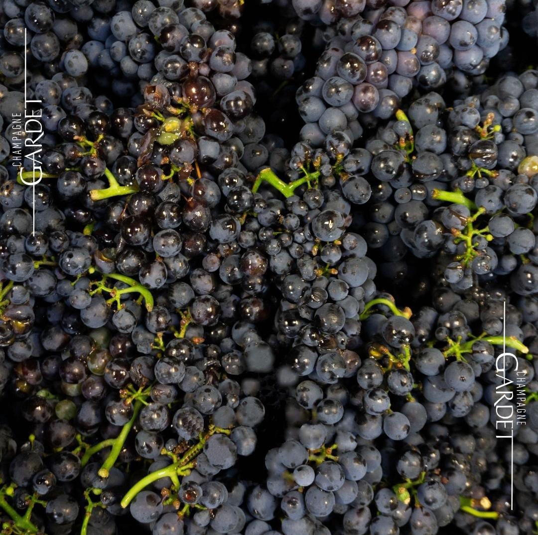 Champagne Region Gardet – Erstklassiges Terroir in Chigny-les-Roses