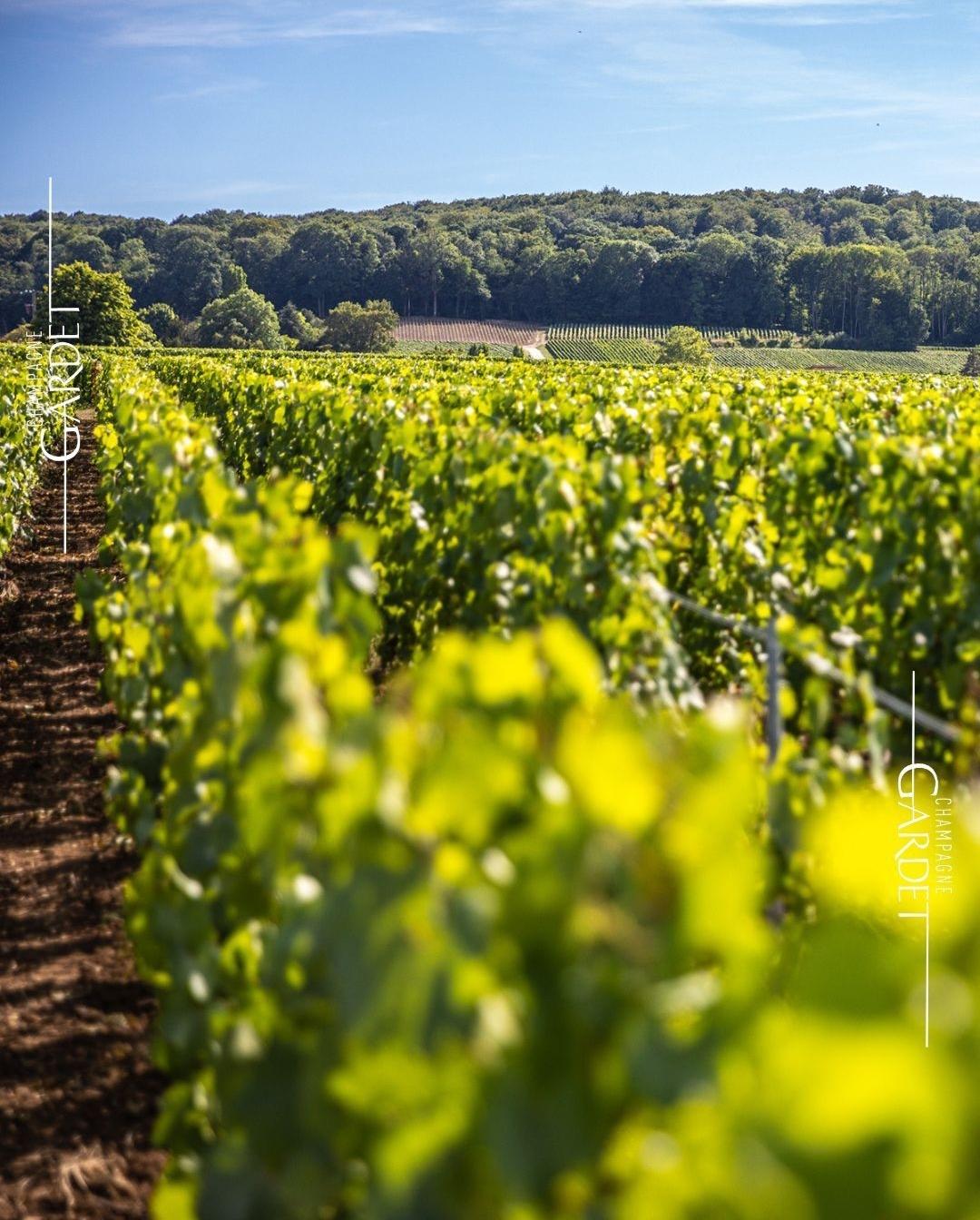 champagne Gardet depuis 1895