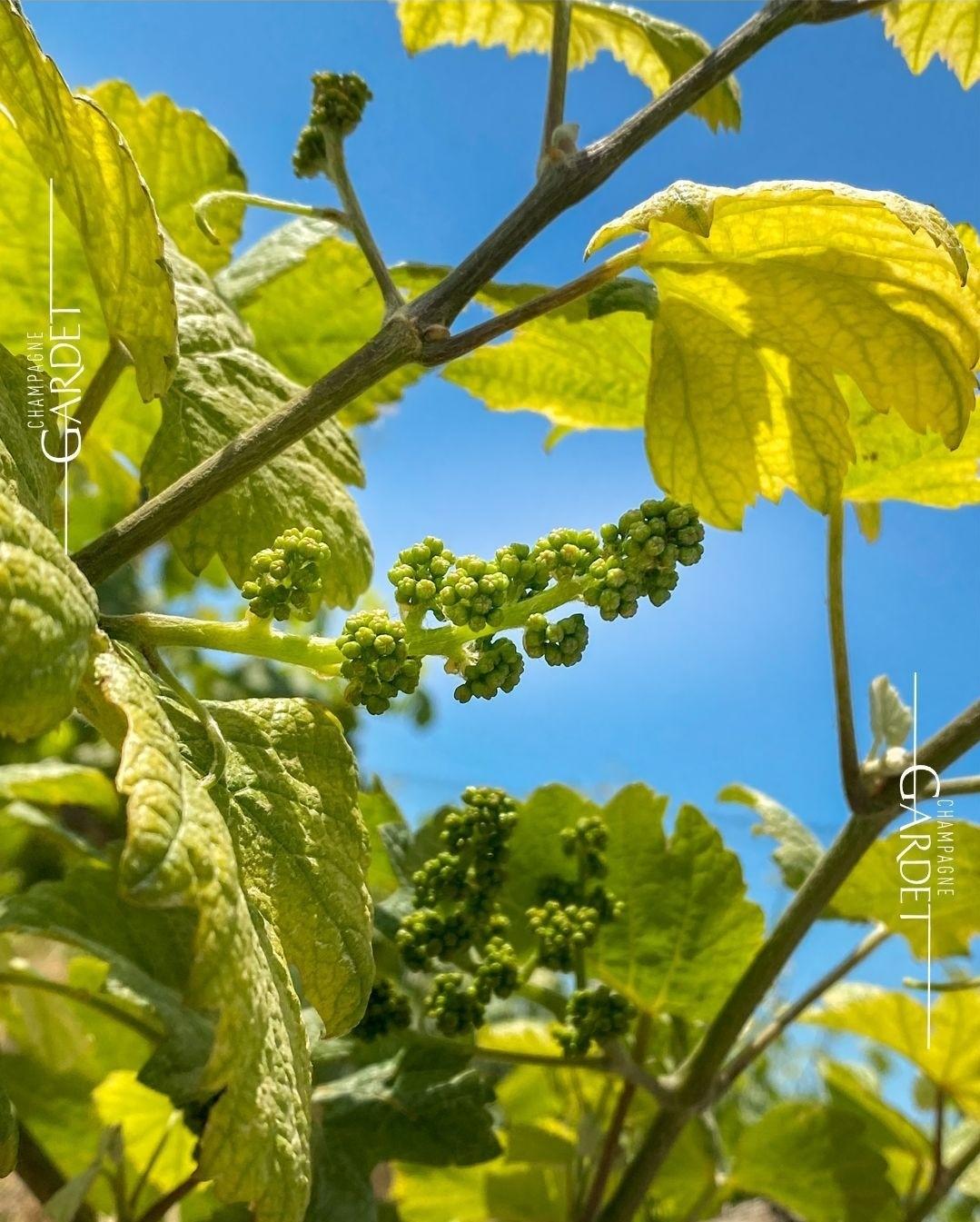 Champagner Lieferant Gardet – Ihr verlässlicher B2B-Partner seit 1895