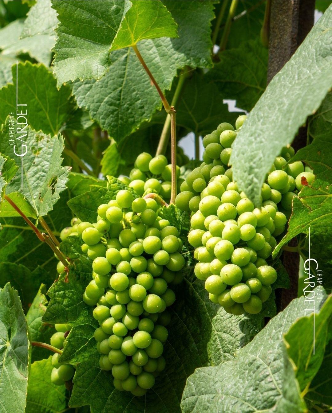 Champagner Preis Gardet – Wettbewerbsfähige B2B-Großhandelspreise