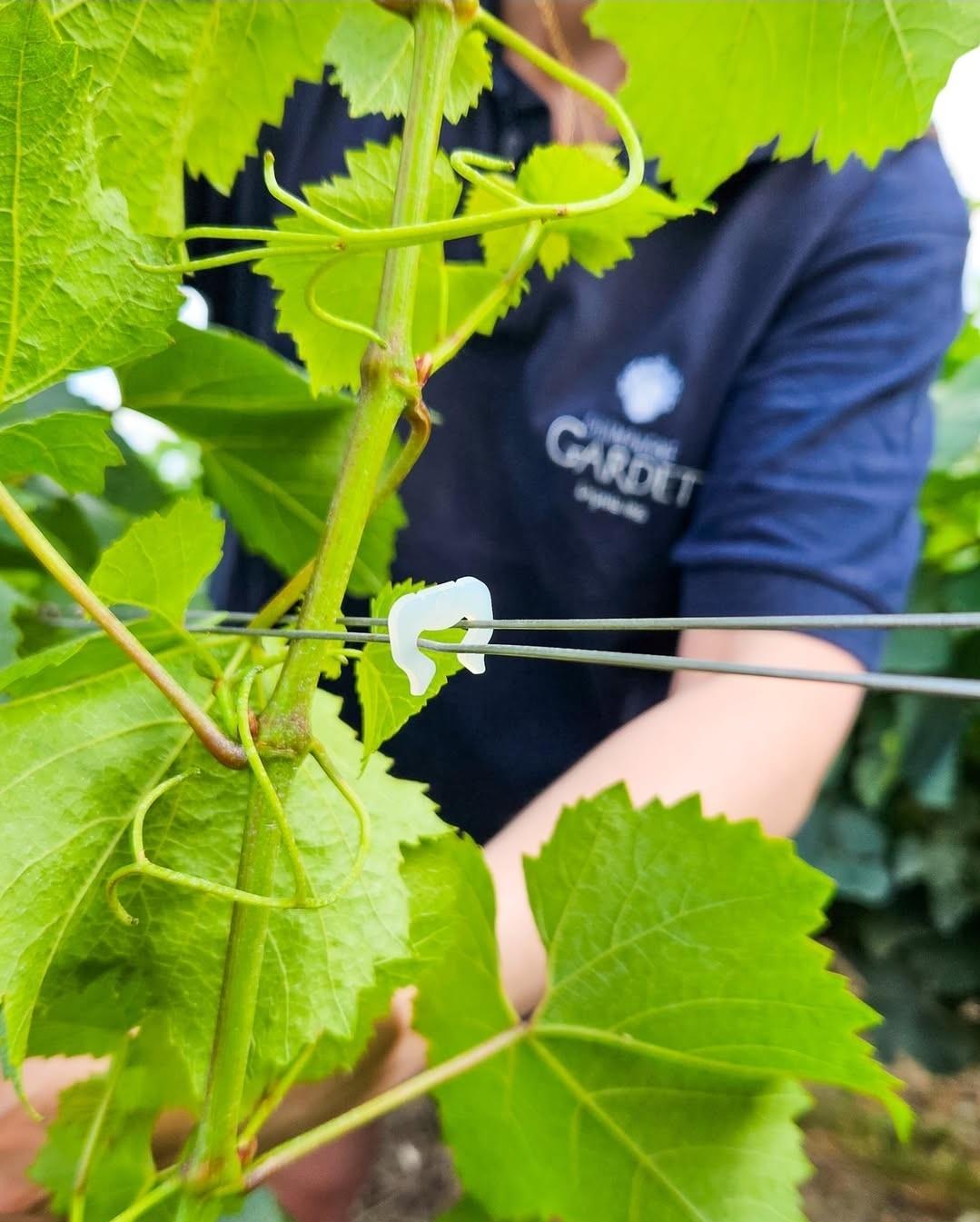 Rosé Champagner Gardet – Exklusive Rosé-Cuvée für den B2B-Markt