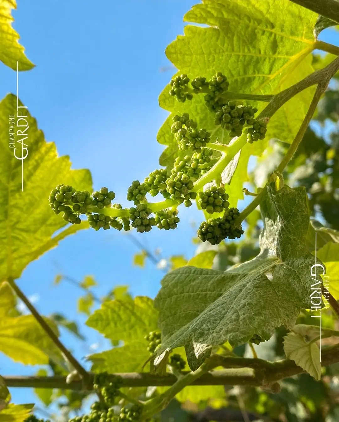 Champagner-Frühstück Gardet im eleganten Hamburger Bistro