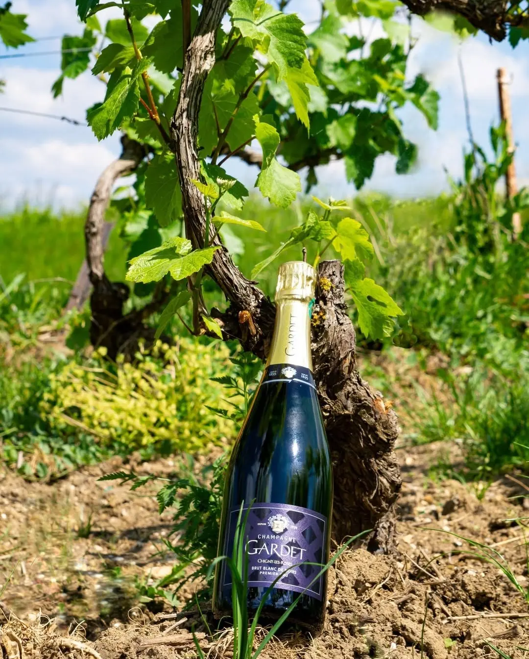 Sommerterrasse Champagner Gardet Bistro Hamburg