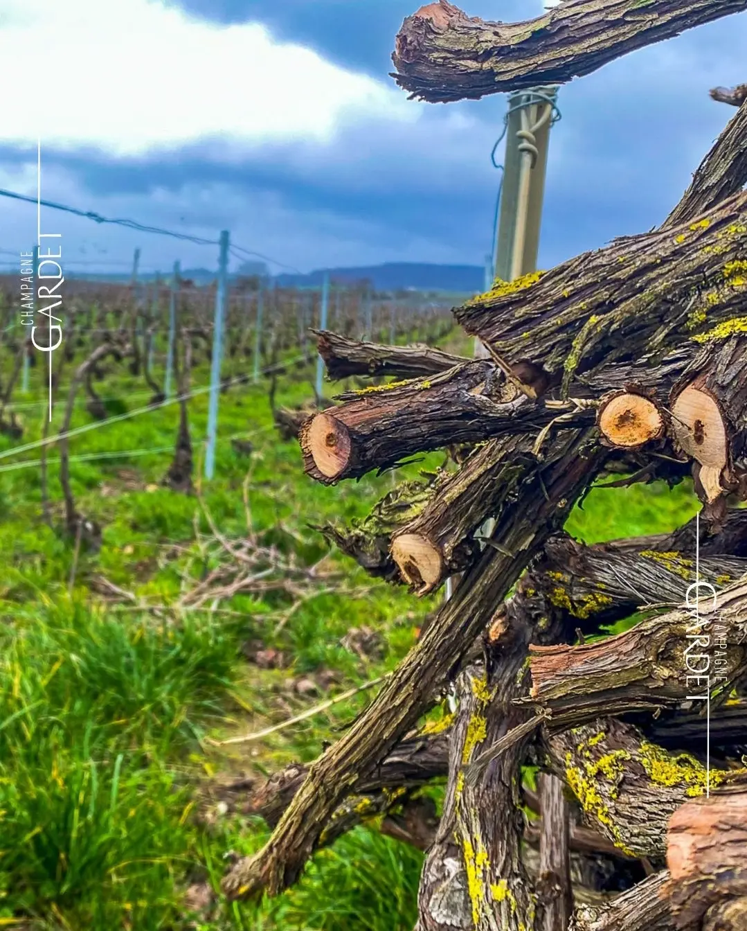 Buffet mit Champagner-Bar Gardet Catering Hamburg