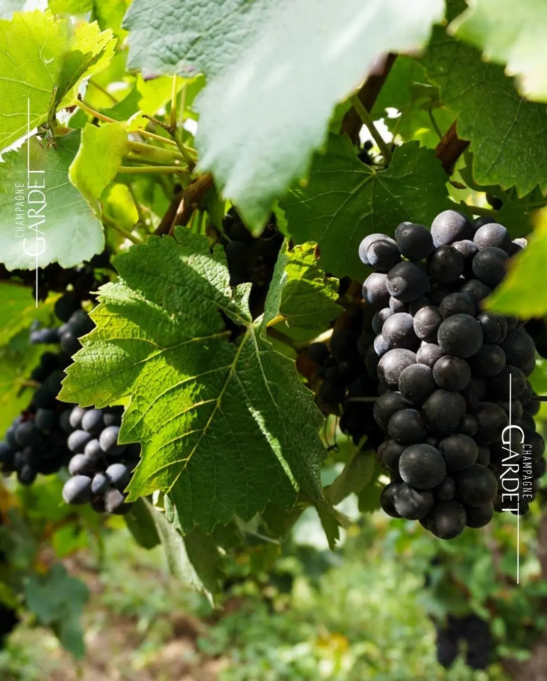 VIP-Tisch Bottle Service Champagner Gardet Discothek Hamburg