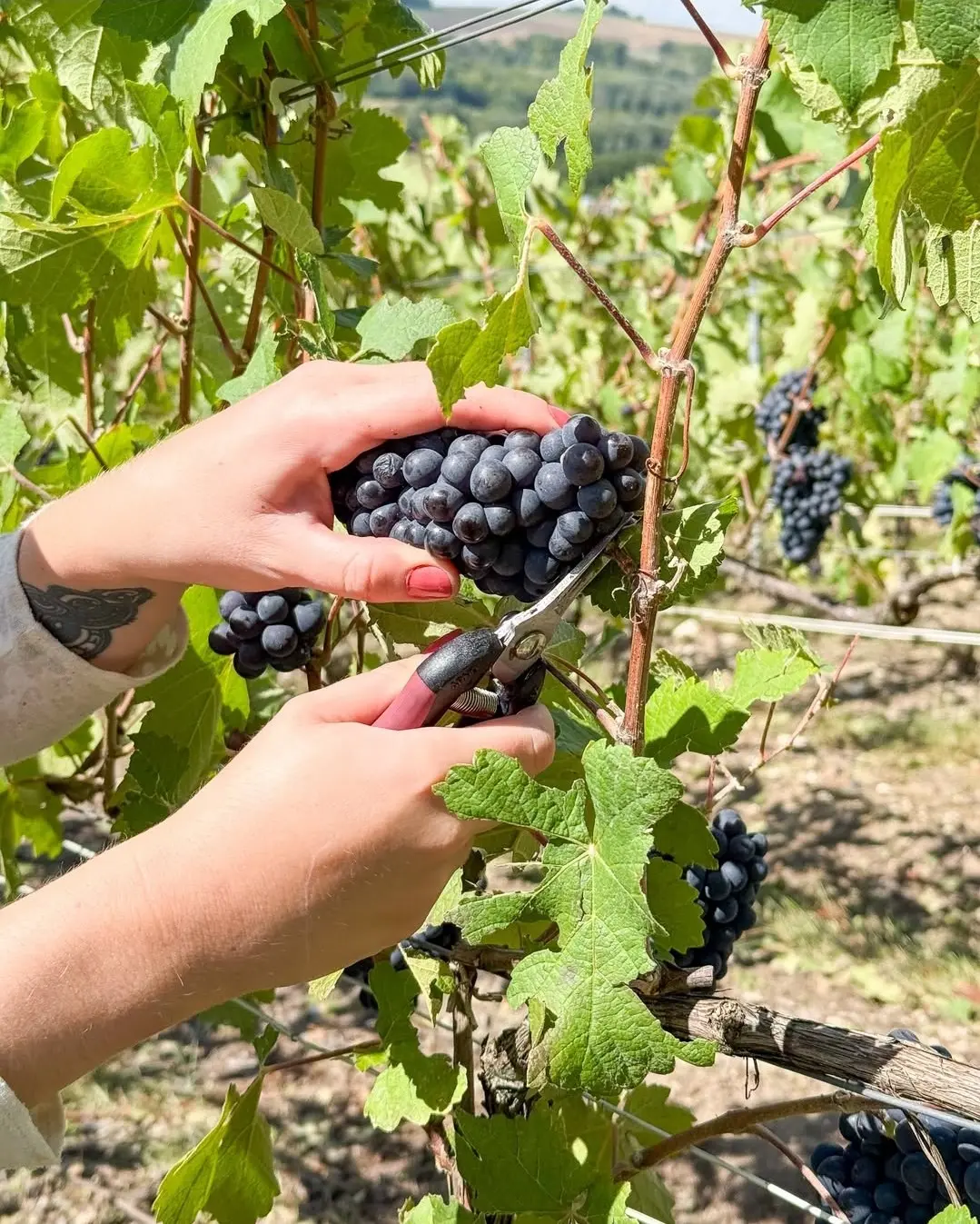 Quiz Night Preis Champagner Gardet im Hamburger Pub