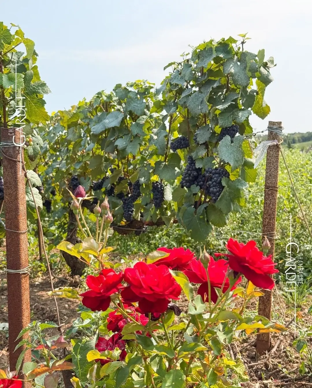 Whisky und Champagner Gardet Duo im Hamburger Pub