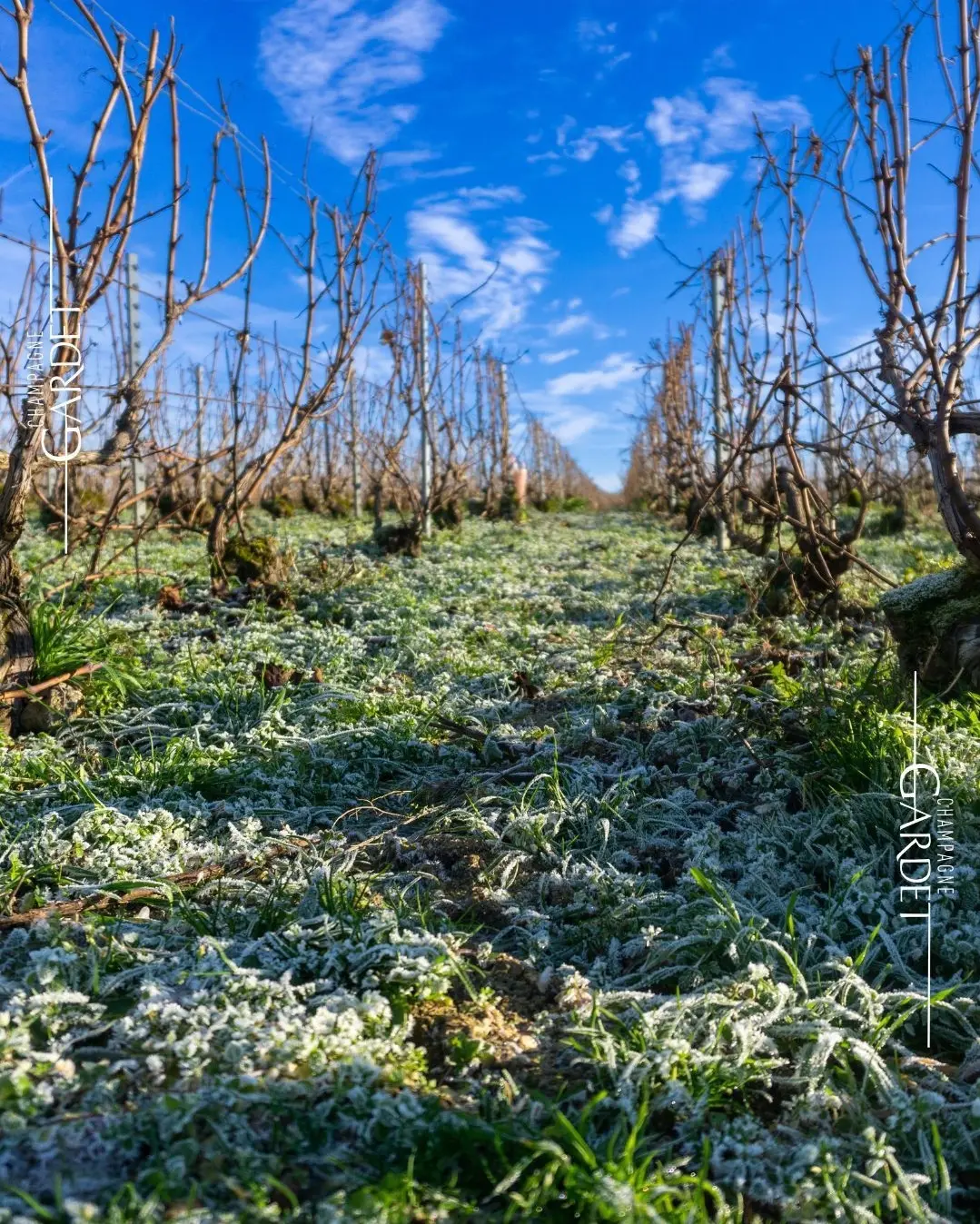 Japanisch-Fusion Restaurant mit Champagner Gardet Hamburg